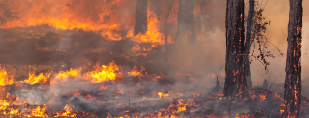 No monitoramento das ameaças florestais, a gravidade das geadas tem total relação com influência mais danosa de possíveis incêndios florestais