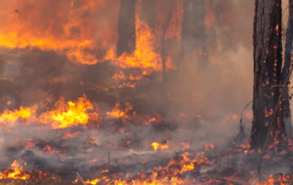 No monitoramento das ameaças florestais, a gravidade das geadas tem total relação com influência mais danosa de possíveis incêndios florestais